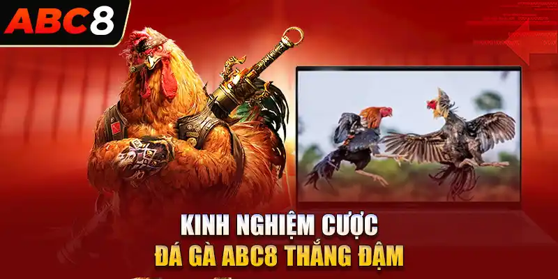 Kinh nghiệm cá cược đá gà ABC8 siêu hay và thắng đậm